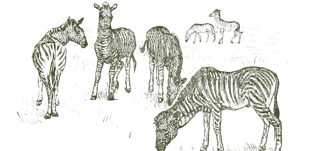 Pen sketch of zebras grazing